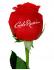 Tysiące czerwonych róż od Carlo Rossi na Dzień Kobiet