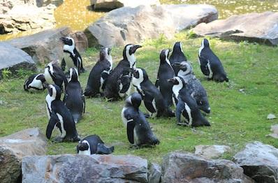 Pingwiny tońce