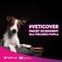 VetiCover – pakiety  dla psów i kotów.  Profilaktyka i bezpieczeństwo w jednym za 1 zł dziennie!
