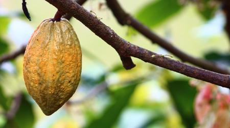 Uprawy kakaowców
