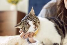 Dzień Kota: 5 faktów o kotach, które mogą cię zaskoczyć Dzień Kota: 5 faktów o kotach, które mogą cię zaskoczyć