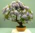 Drzewko bonsai - pełne kwiatów