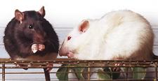 Szczury mają łaskotki i uwielbiają się śmiać