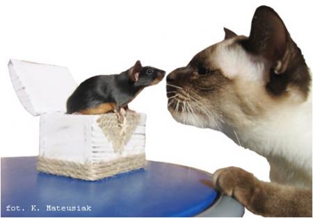 Mysz z kotem