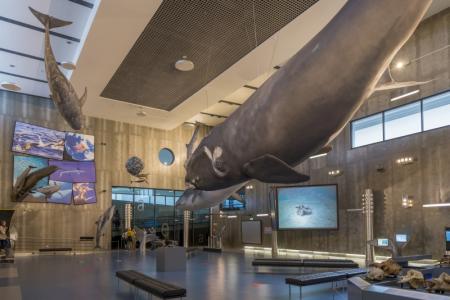 Muzeum Wieloryba (Museu da Baleia) na Maderze - fot. Francisco Correia