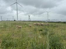 Wypas owiec na farmach fotowoltaicznych. Eurowind Energy współpracuje z lokalnymi hodowcami Wypas owiec na farmach fotowoltaicznych. Eurowind Energy współpracuje z lokalnymi hodowcami