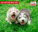 Maxi Zoo w plebiscycie Top for Dog