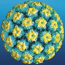 Wirus HPV - „zaraźliwy” nowotwór