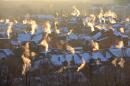 Czy Polacy chcą oddychać czystym powietrzem?