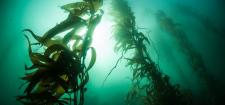 Algi - zdrowie z morskich głębin Islandii