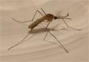 Jak zaplanować walkę z komarami?