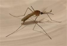Jak zaplanować walkę z komarami?