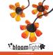 Studio Bloomlight - oświetlenie