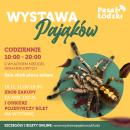 Egzotyczne pająki na wyciągnięcie ręki w Pasażu Łódzkim