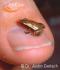 Sooglossus gardineri - najmniejsza żaba na świecie (zagrożony gatunek)