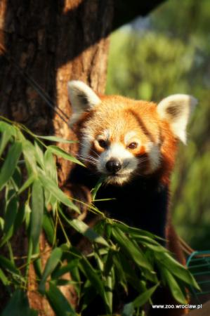 Mała Panda z wrocławskiego ZOO