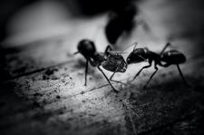 Naturalne sposoby na zwalczanie mrówek - czy działają?