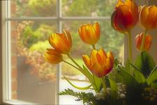 5 pomysłów na wiosenne dekoracje okien