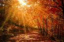 Jesień to najbardziej kolorowa pora roku. Doceń jej piękno i zadbaj o przyrodę