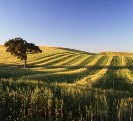 Złote łany Alentejo.