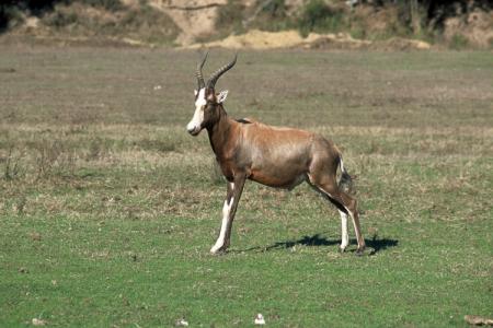 Badoca Safari Park.