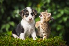 Kociaki i szczeniaki – troska o małych pupili