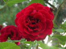 Róże ogrodowe – odmiany, uprawa oraz pielęgnacja