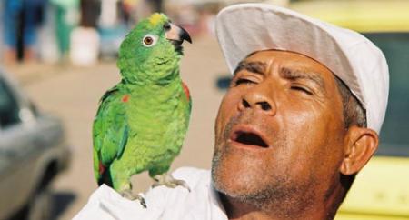 Wenezuela parrot