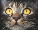 Suche oko u kota – co to za schorzenie? Czym się objawia?