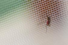Sprawdzone sposoby na dom bez komarów