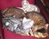 Koty bengalskie z hodowli  TWISTERCAT