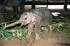 Sri Lanka - słonik