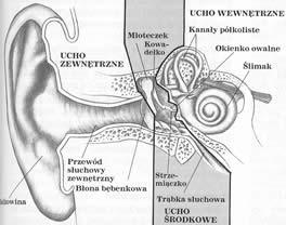 Budowa ucha