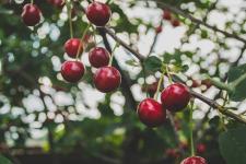 Cięcie drzew owocowych - najważniejsze zasady