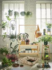 Wypełnij dom roślinami, kolorami i radością z kolekcją DAKSJUS