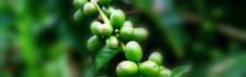 Tabletki z zielonej kawy - czy warto je stosować?