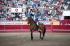 Jeździec  cavaleiro i  koń lusitano podczas corridy – fot. CM Angra do Heroismo