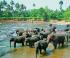 Sri Lanka - słonie