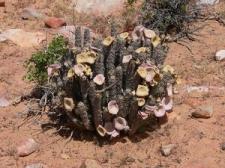 Hoodia Gordonii - kaktus, który odchudza