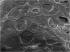 struktura pojedyńczej kulczeki standardowego styropianu bez filtra UV  ( zdjęcie mikroskop elektrono