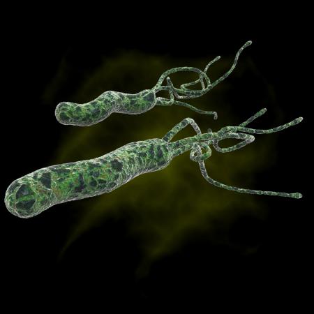 Helicobacter pylori