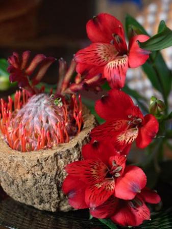 Alstremeria, Leucospermum, Sapucaia, Anigozantus