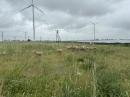 Wypas owiec na farmach fotowoltaicznych. Eurowind Energy współpracuje z lokalnymi hodowcami