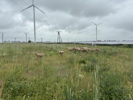 owce na farmie PV Eurowind Energy w Kłębowie