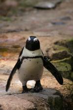 Pingu z gdańskiego zoo kolejnym zaadoptowanym zwierzątkiem