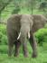 Słonie mają coraz krótsze kły