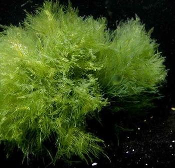 Zdrowie i uroda z alg