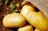 Polacy kochają ziemniaki - kilka ciekawostek związanych z tymi warzywami