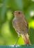 Nowy ptak odkryty w Nepalu