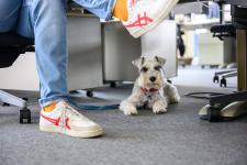 Pies w pracy - jak czworonożny przyjaciel wpływa na nasze samopoczucie?